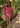 Ensemble gaze - Fuschia